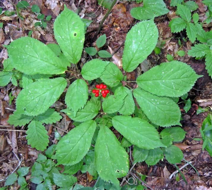 گیاه جینسینگ آمریکایی