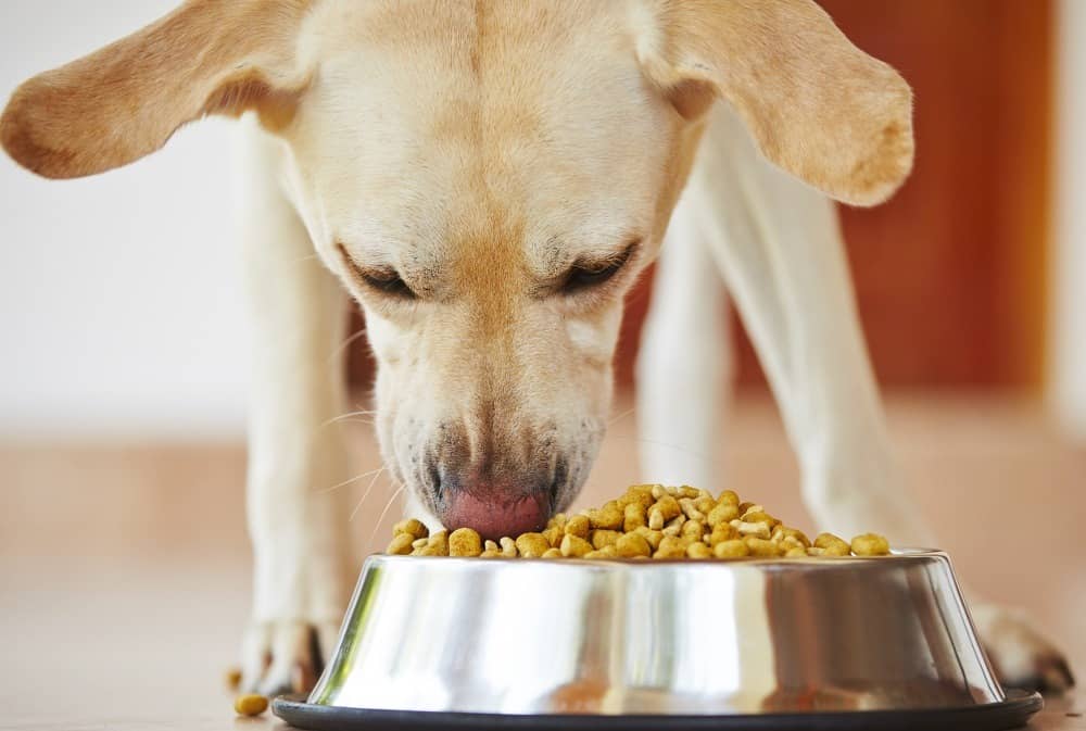 تغذیه مناسب سگ ها و شرایط نگهداری
